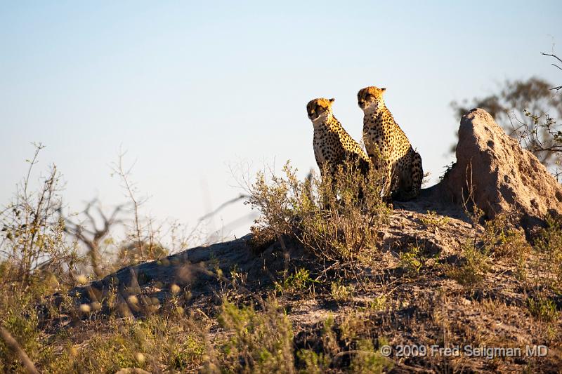 20090618_083940 D3 (1) X1.jpg - Cheetah at Selinda Spillway (Hunda Island) Botswana